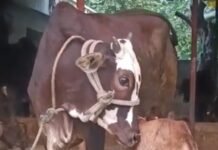 राम-लखन ने कराई मां-बेटे की भावुक मुलाकात: 2 दिन से बिछड़ी गाय और बछड़ा फिर मिले…