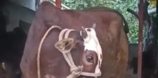 राम-लखन ने कराई मां-बेटे की भावुक मुलाकात: 2 दिन से बिछड़ी गाय और बछड़ा फिर मिले…