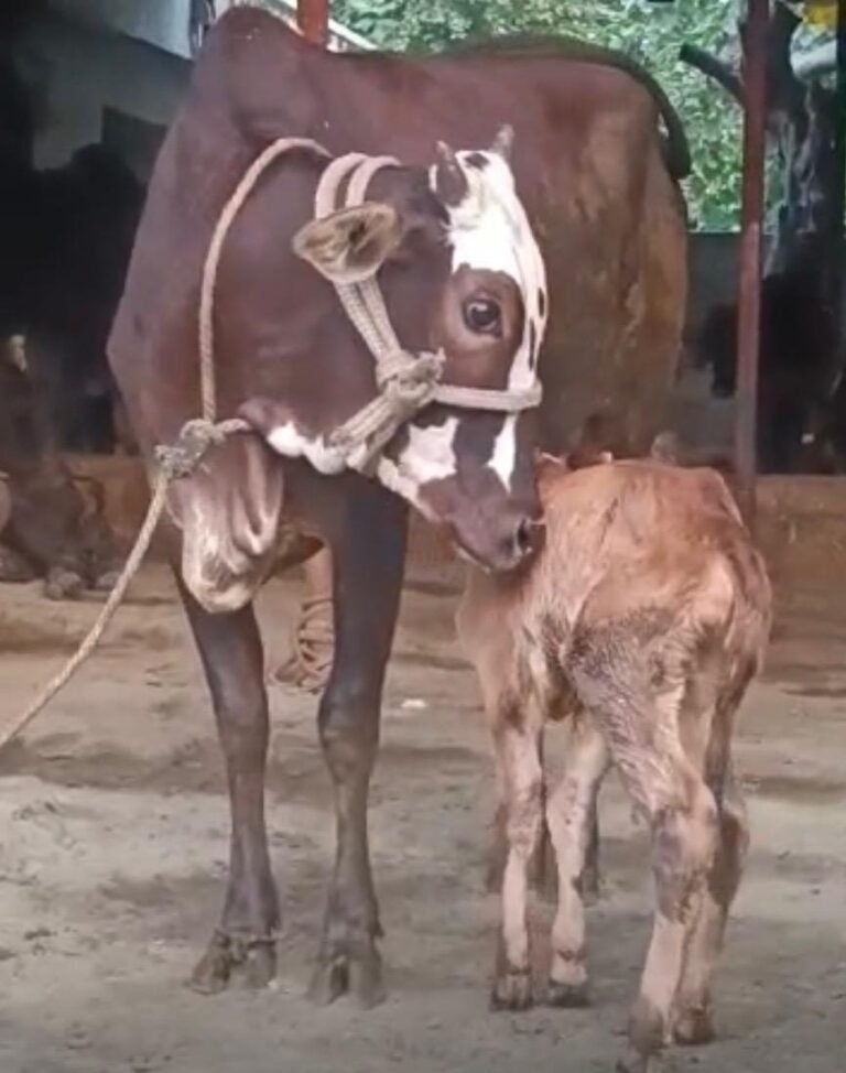 राम-लखन ने कराई मां-बेटे की भावुक मुलाकात: 2 दिन से बिछड़ी गाय और बछड़ा फिर मिले…
